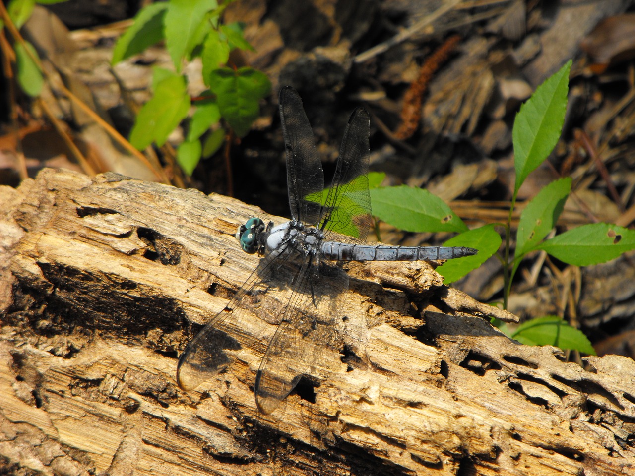 dragonfly nature insect free photo