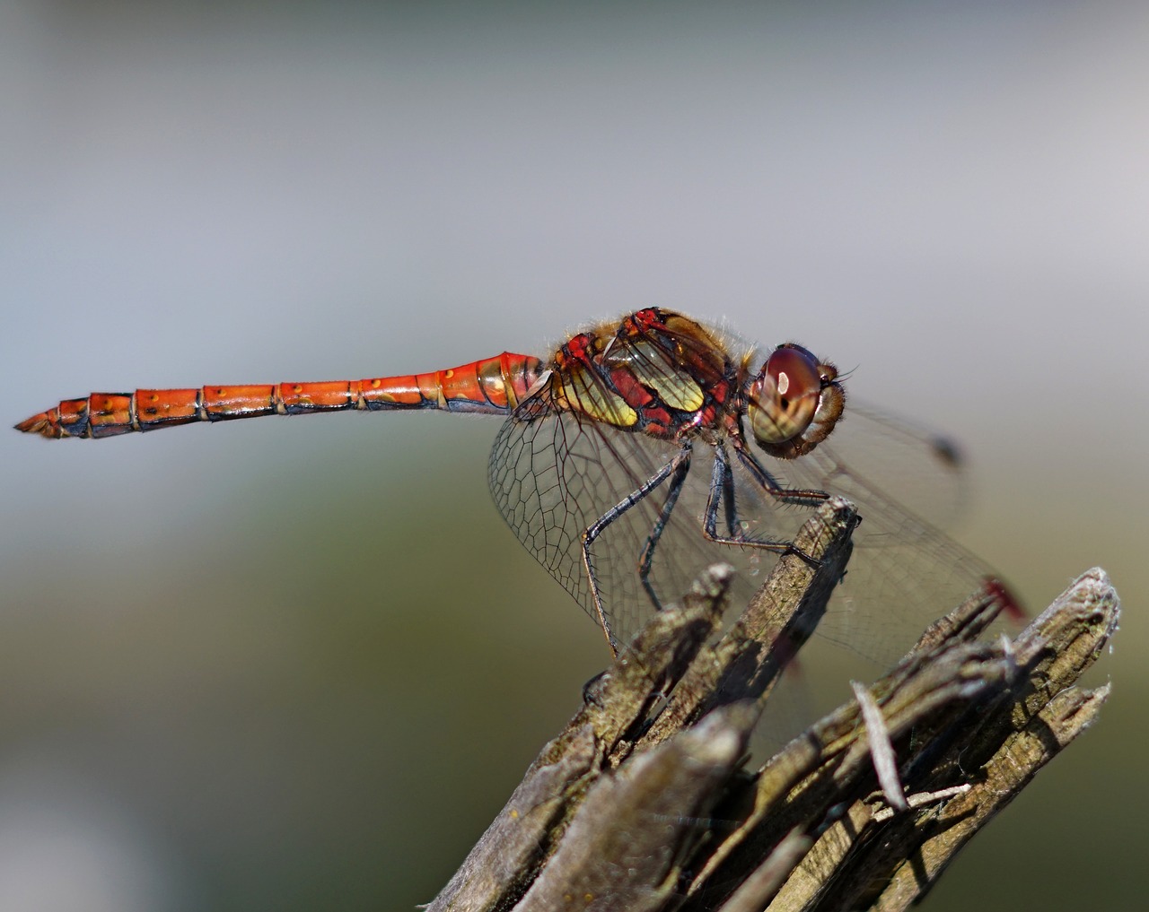 dragonfly nature pond free photo