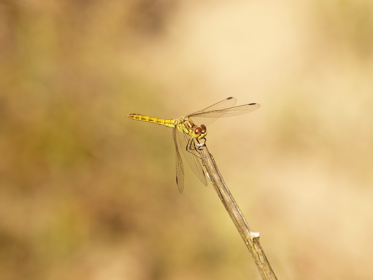 dragonfly bug summer free photo