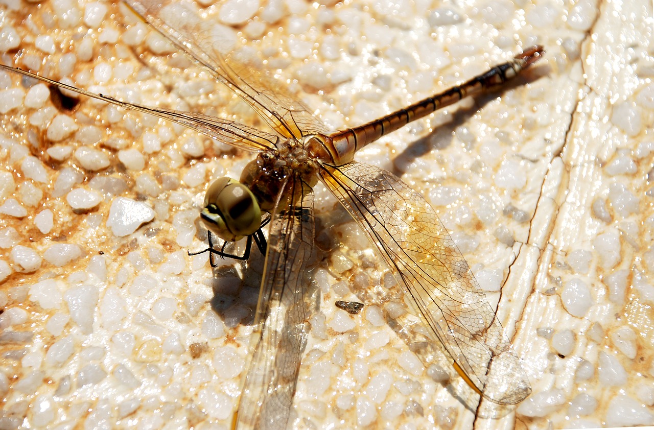 dragonfly animal insect free photo