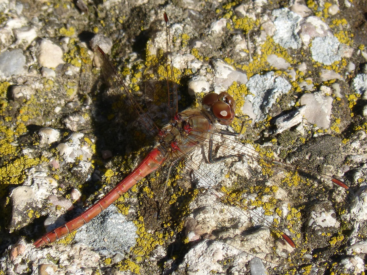 dragonfly red dragonfly rock free photo