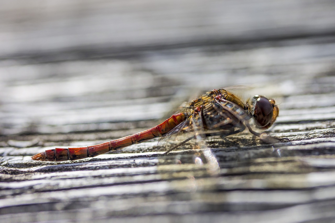 dragonfly insect animal free photo