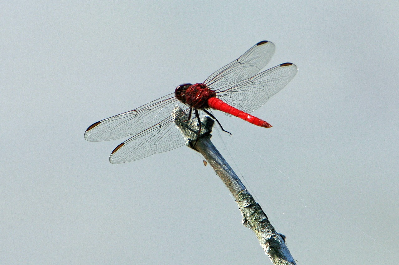 dragonfly insect common skimmer free photo