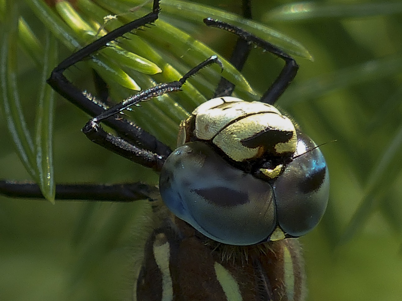 dragonfly blue black free photo