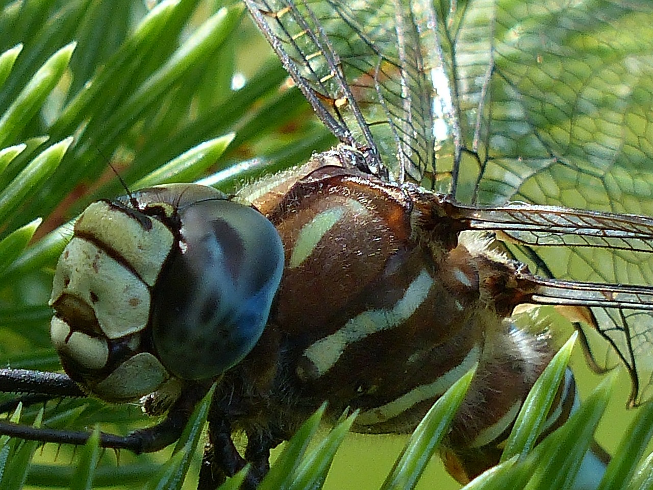 dragonfly blue black free photo