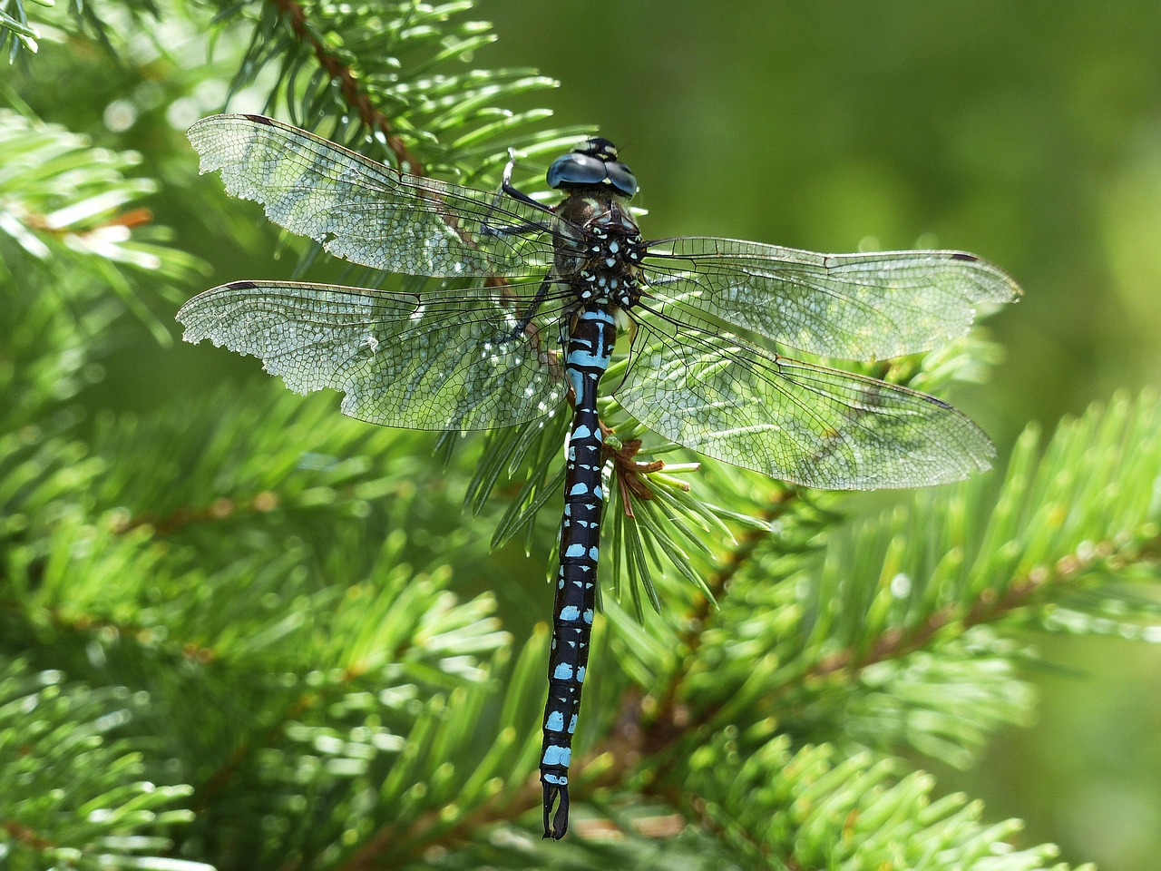 dragonfly blue black free photo