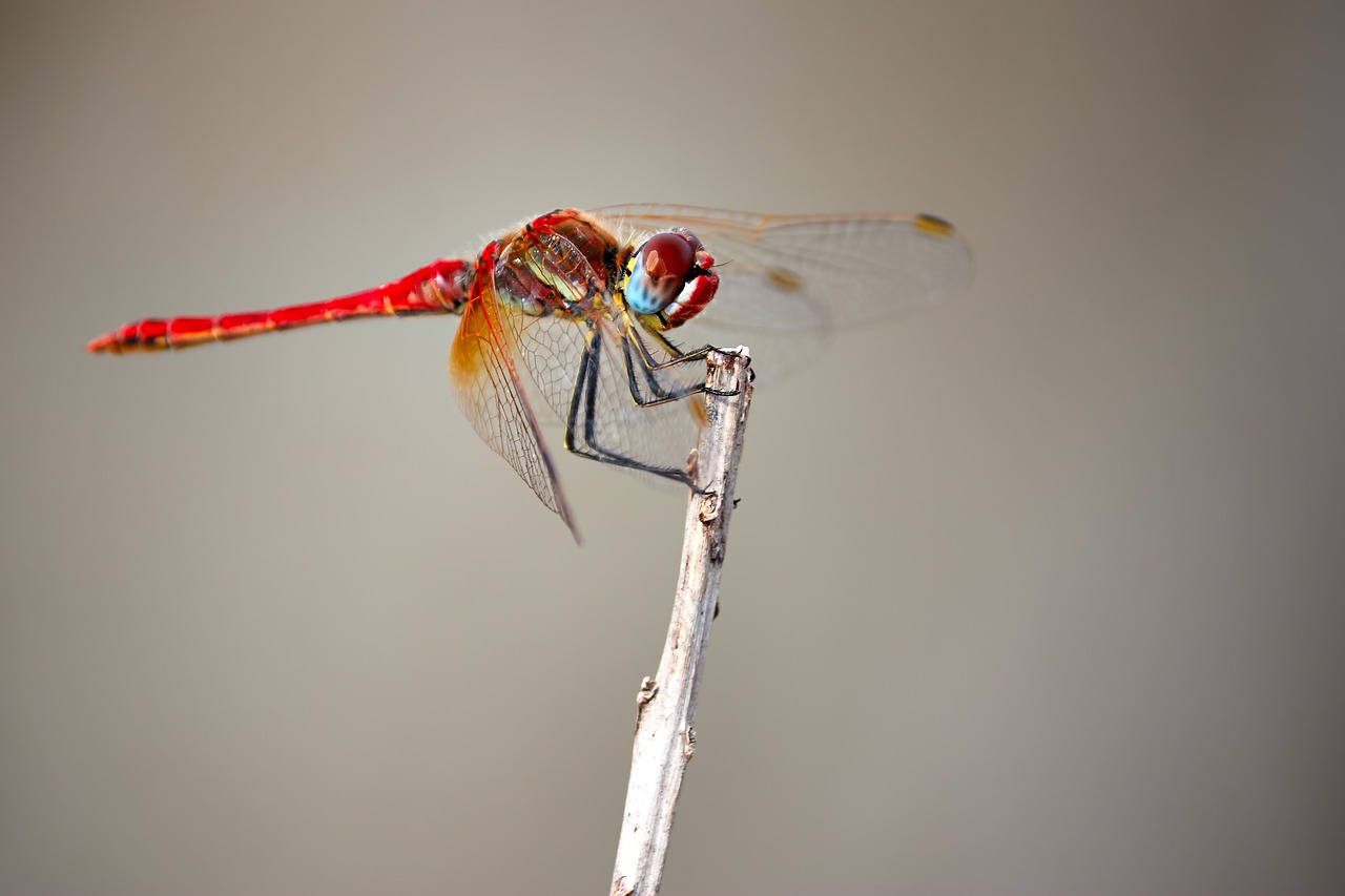 dragonfly insect macro free photo