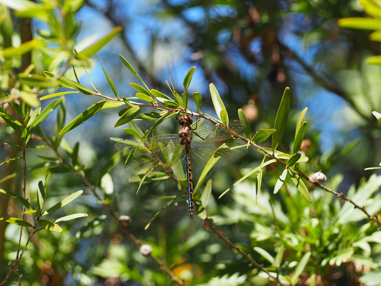 dragonfly bug australian native free photo