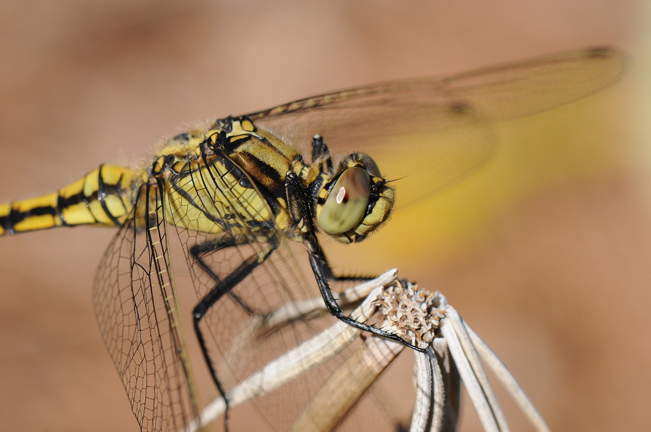 dragonfly insect close free photo