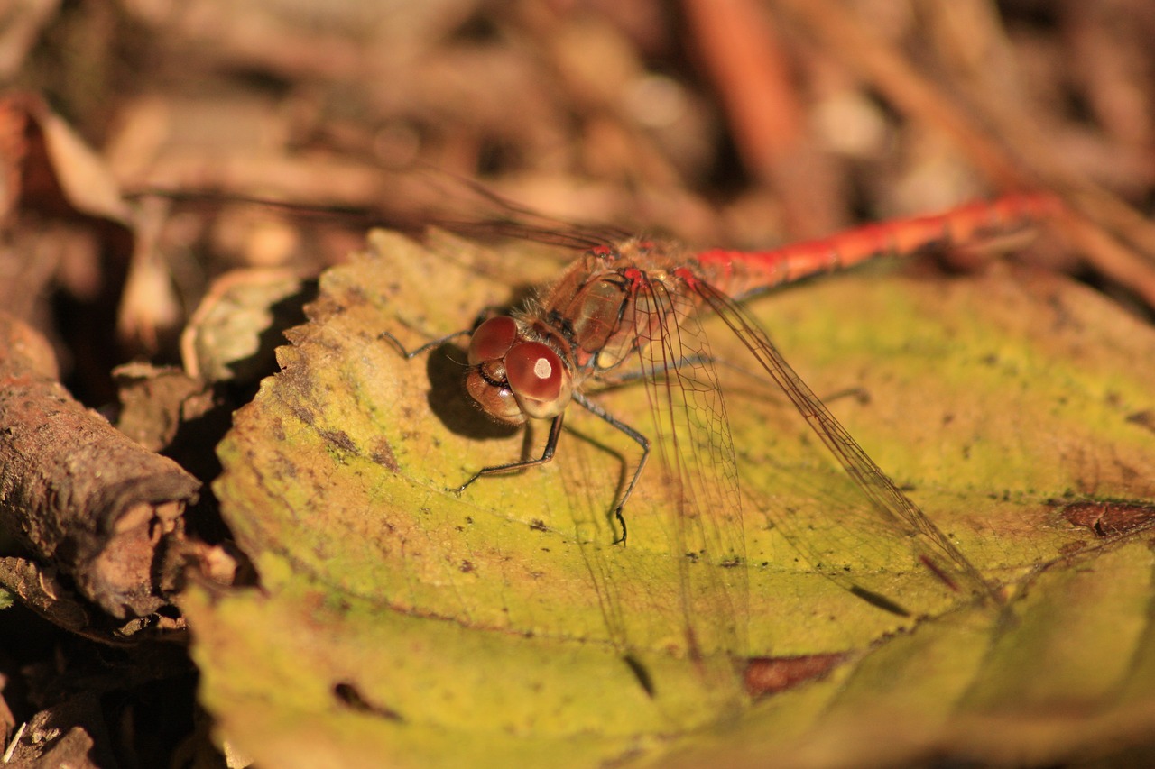 dragonfly insect nature free photo