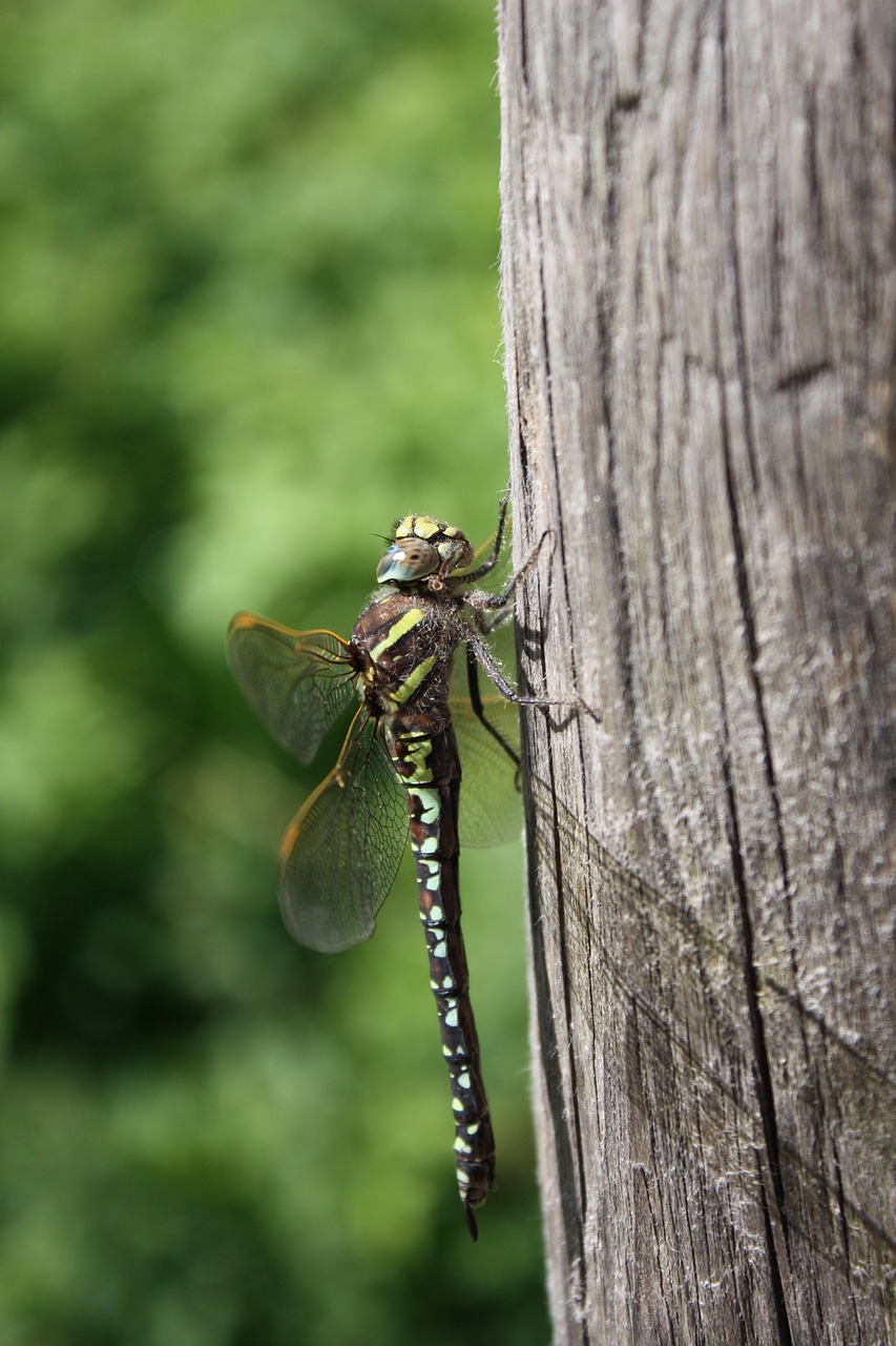 dragonfly insect tree free photo