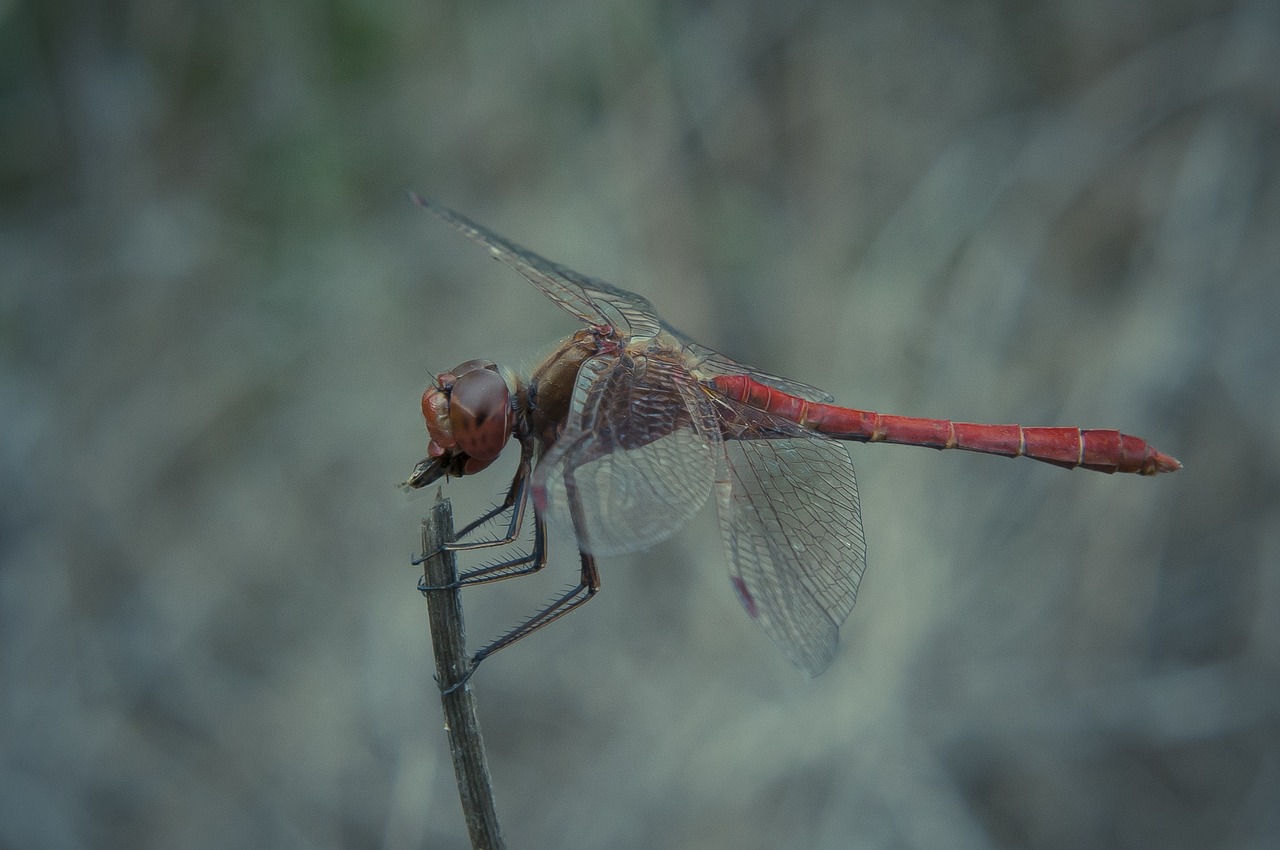 dragonfly eat fly free photo