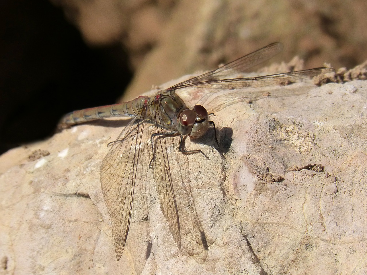 dragonfly annulata trithemis rock free photo