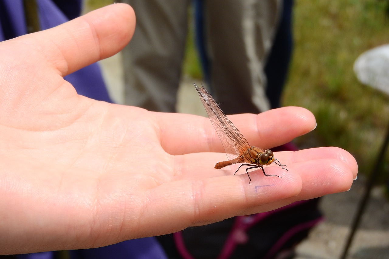 dragonfly insect in your hands free photo