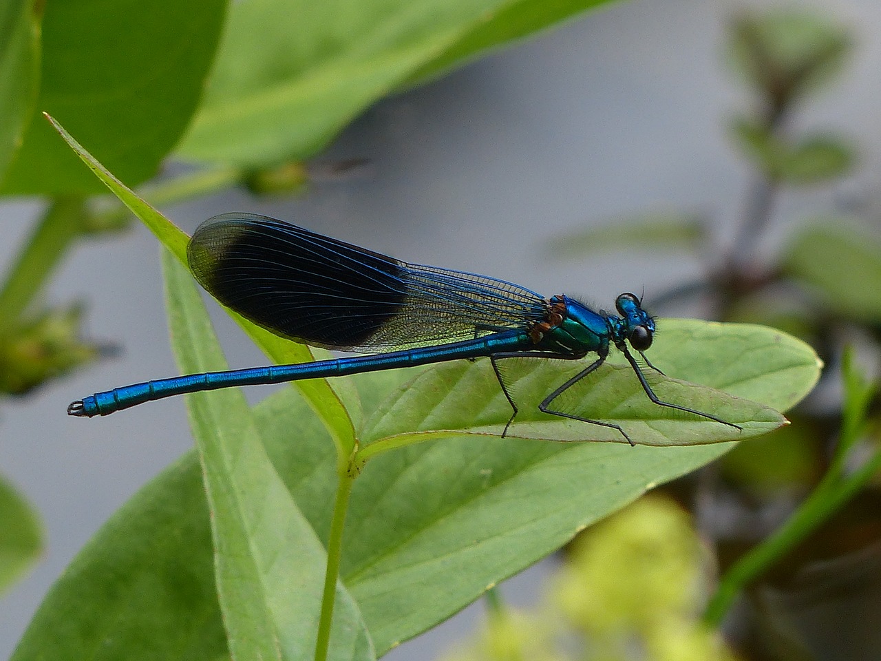 dragonfly insect nature free photo