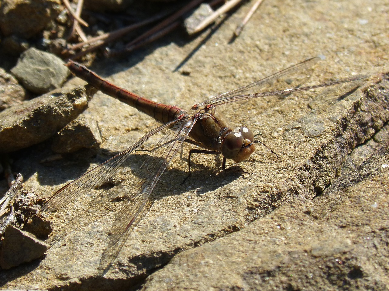 dragonfly winged insect detail free photo