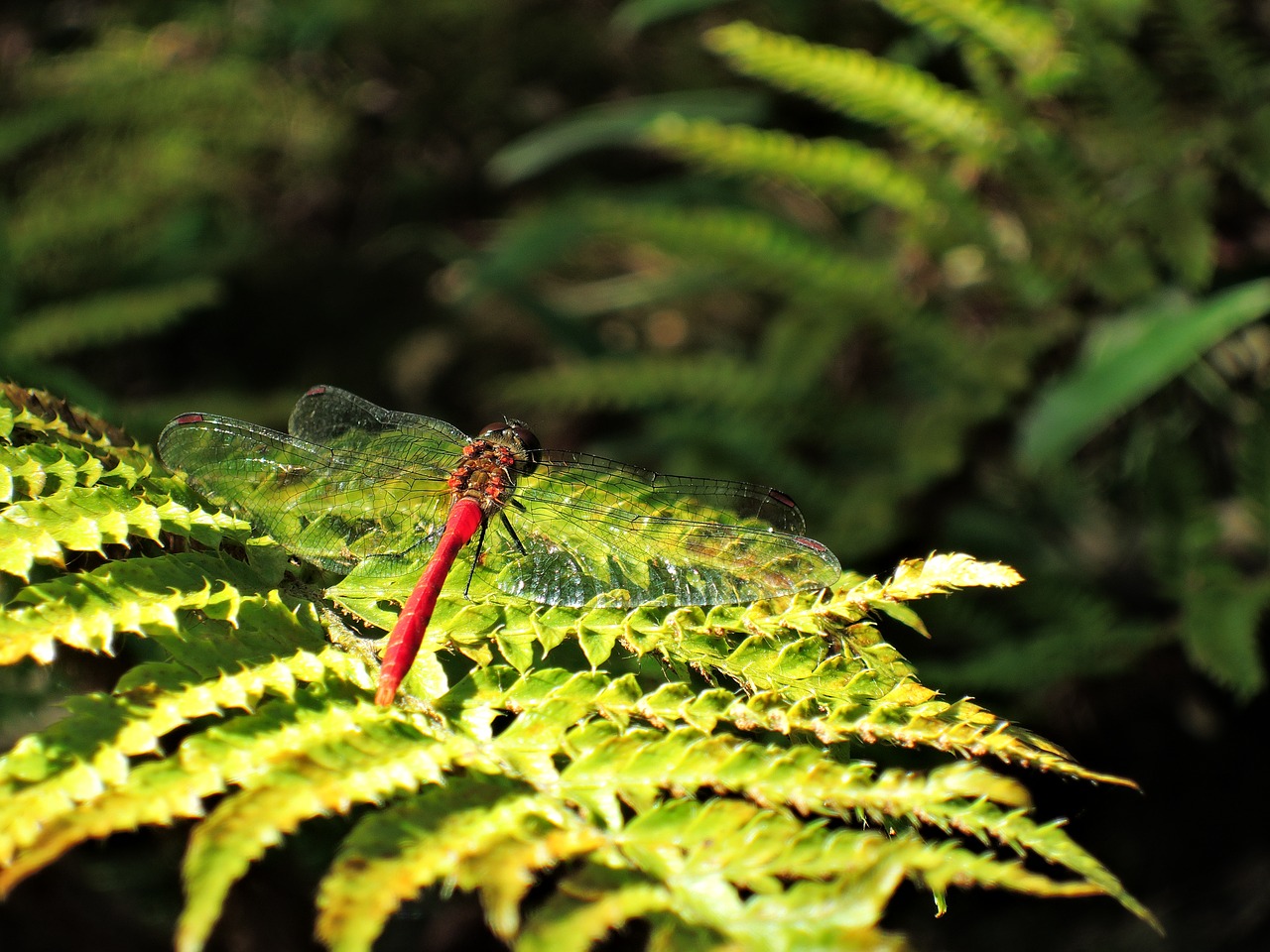 dragonfly red dragonfly autumn free photo