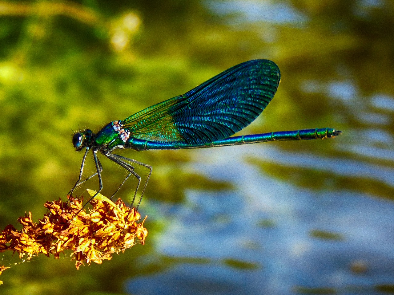 dragonfly blue green free photo