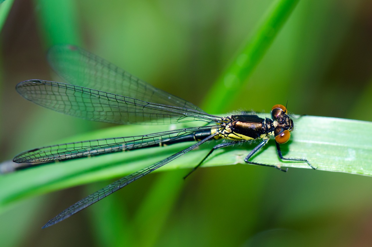 dragonfly insect nature free photo