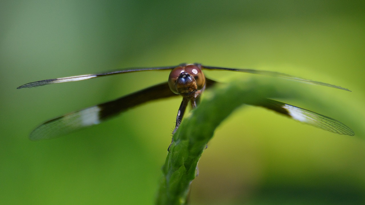 dragonfly insect nature free photo