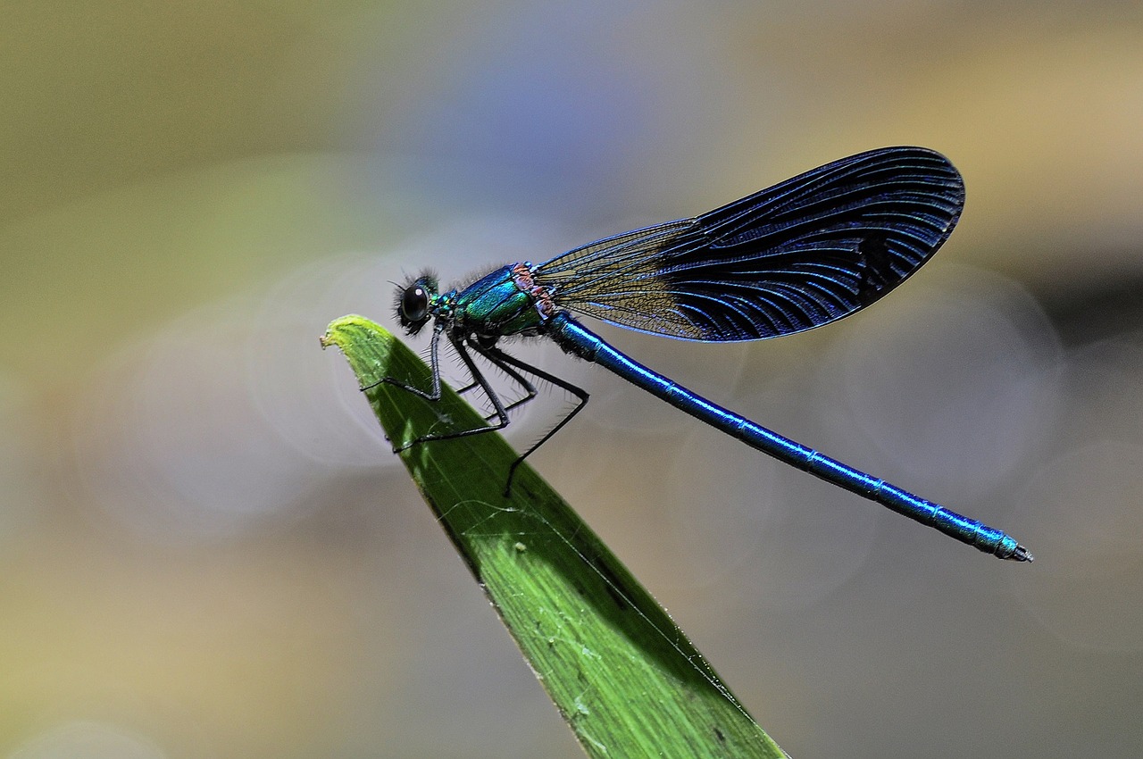 dragonfly insect common skimmer free photo