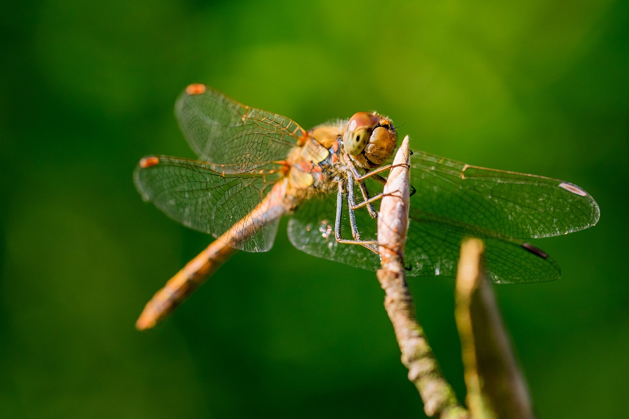 dragonfly throne laid free photo