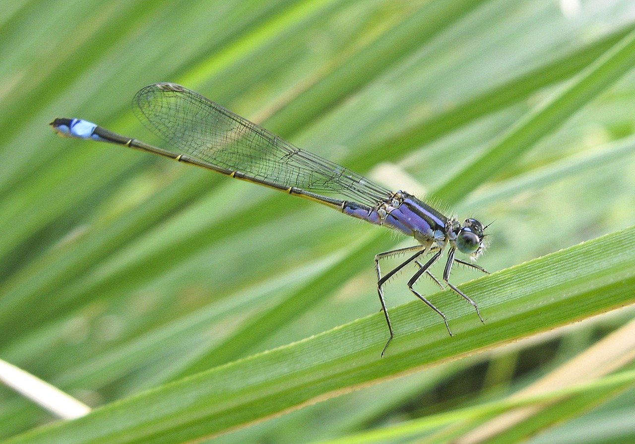 dragonfly blue nature free photo