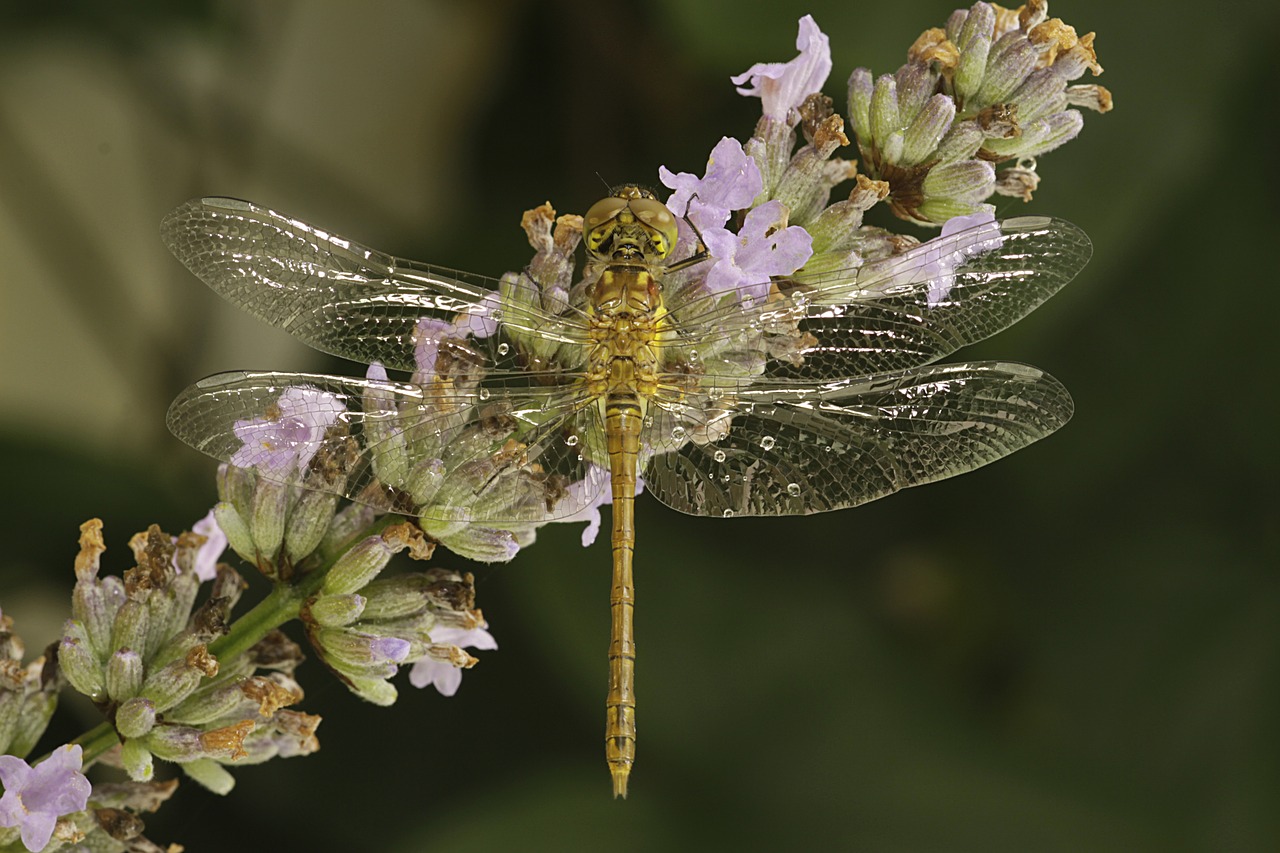 dragonfly nature insect free photo