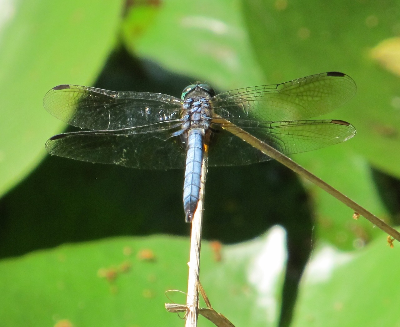 dragonfly blue-eyed darner insect free photo