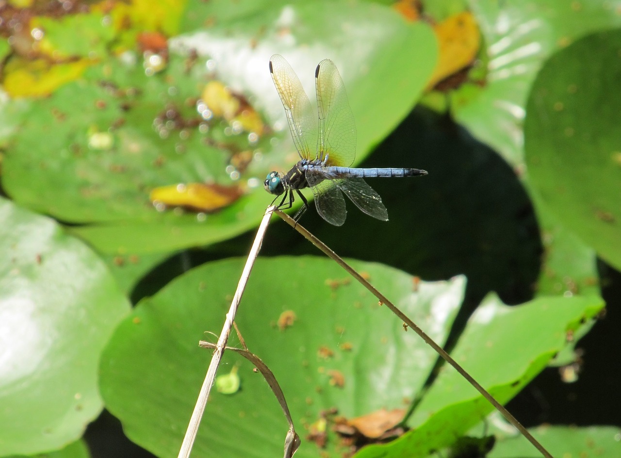 dragonfly blue-eyed darner insect free photo