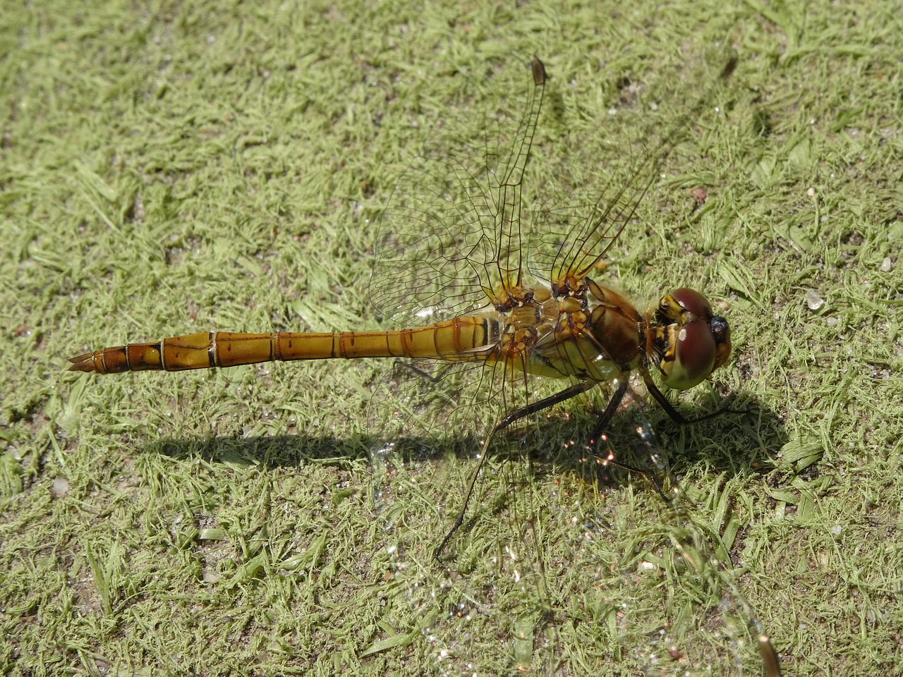 dragonfly close nature free photo