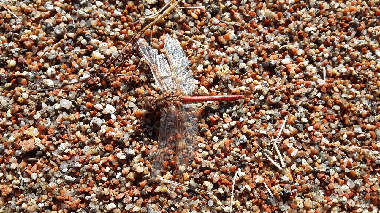 dragonfly sand beach free photo