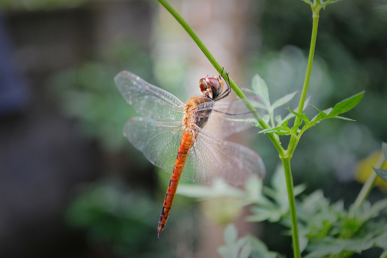 dragonfly anisoptera insect free photo