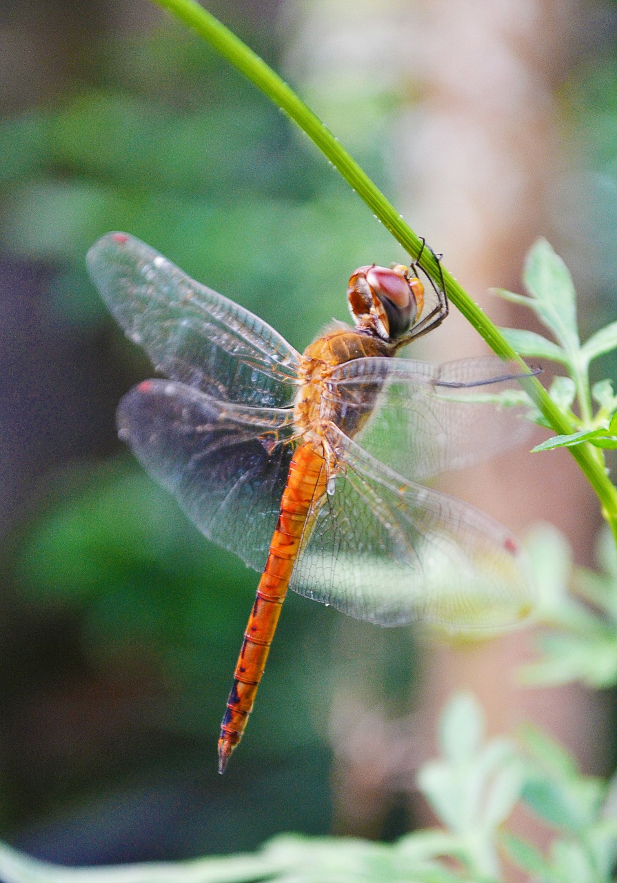 dragonfly insect anisoptera free photo