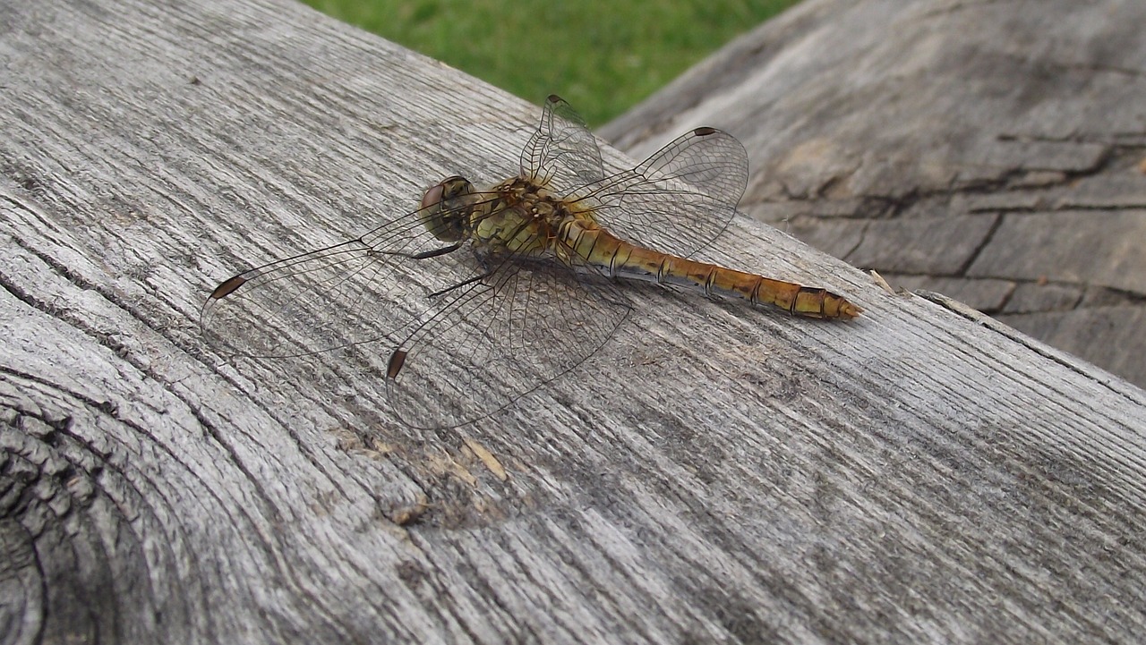 dragonfly ważka summer free photo