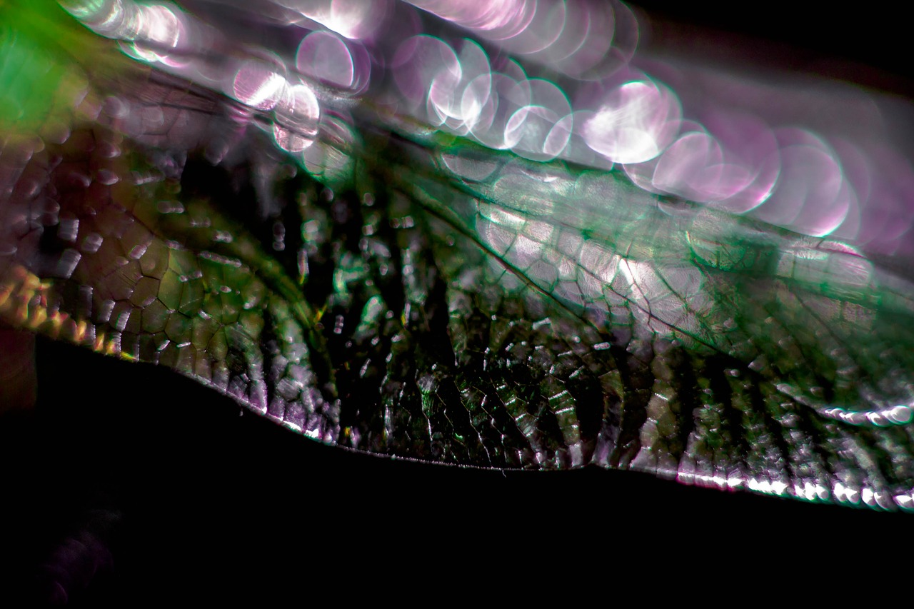 dragonfly wing purple free photo