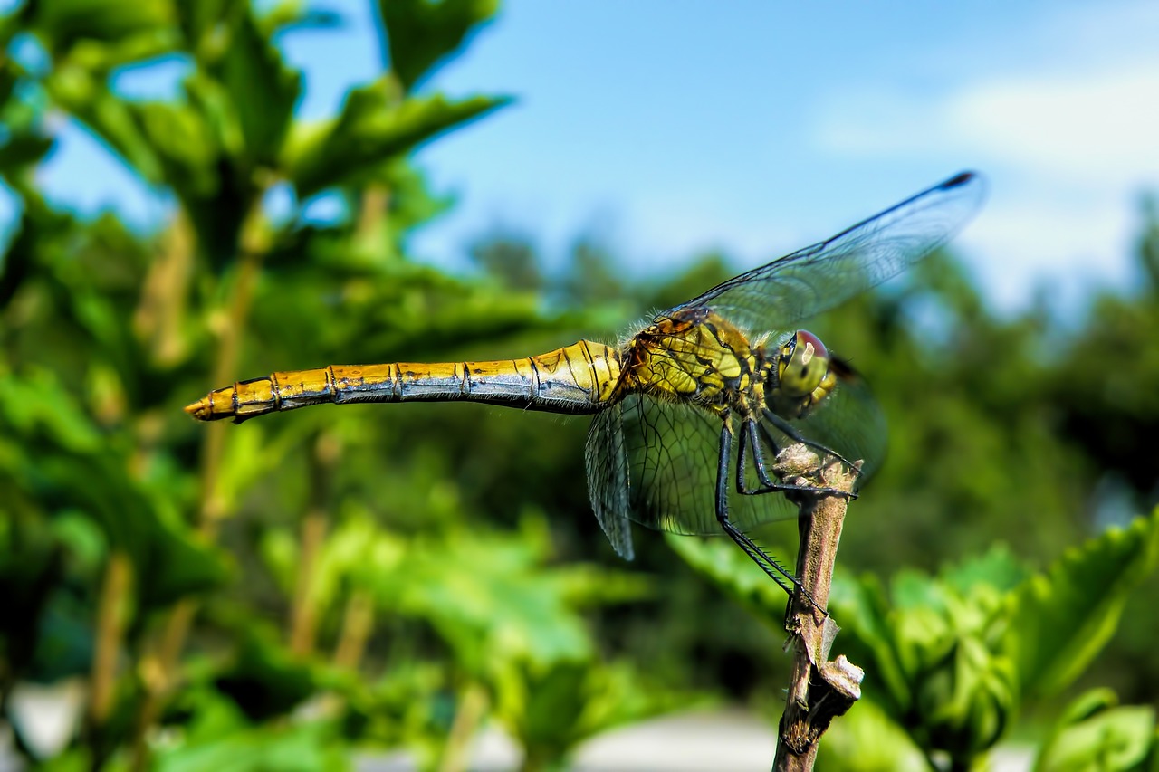 dragonfly insect wing free photo