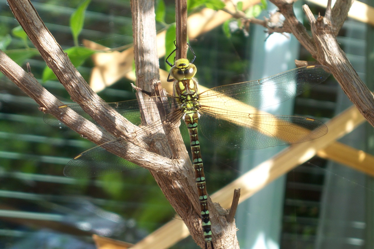 dragonfly insect close free photo