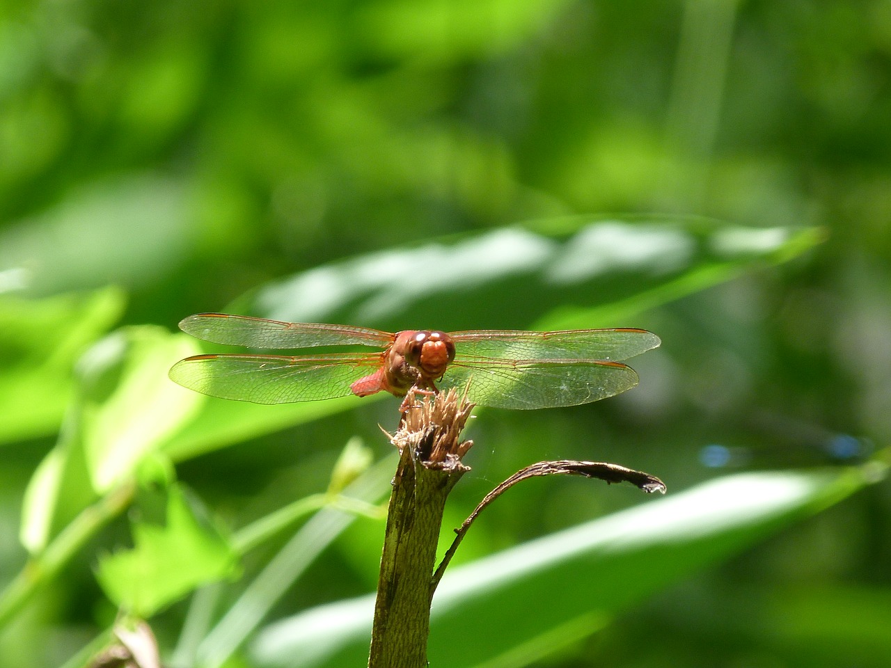 dragonfly nature rain forest free photo