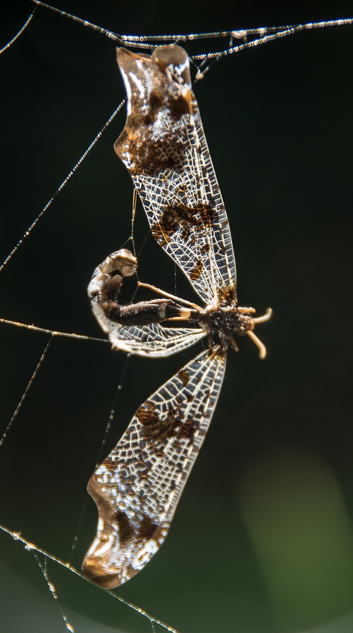 dragonfly insect dead free photo