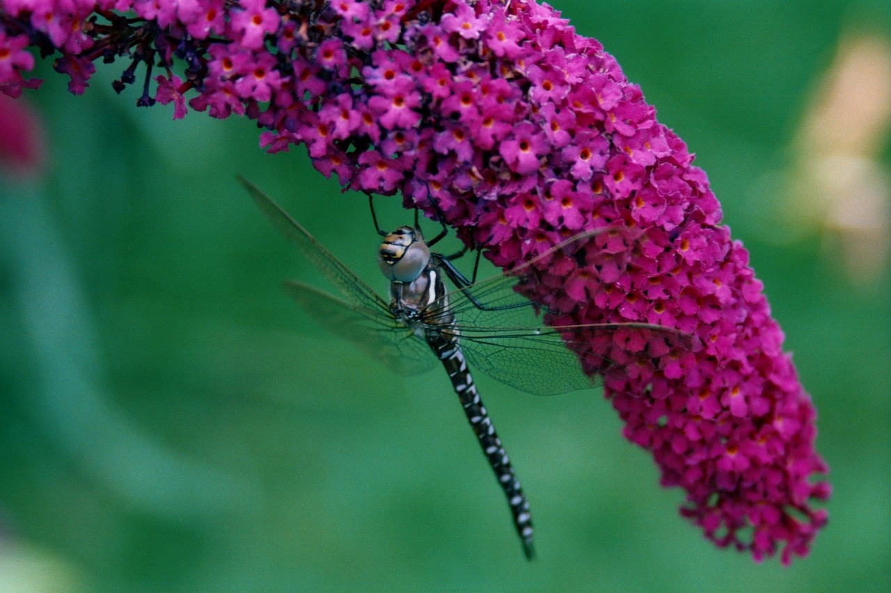 dragonfly nature buddleja free photo