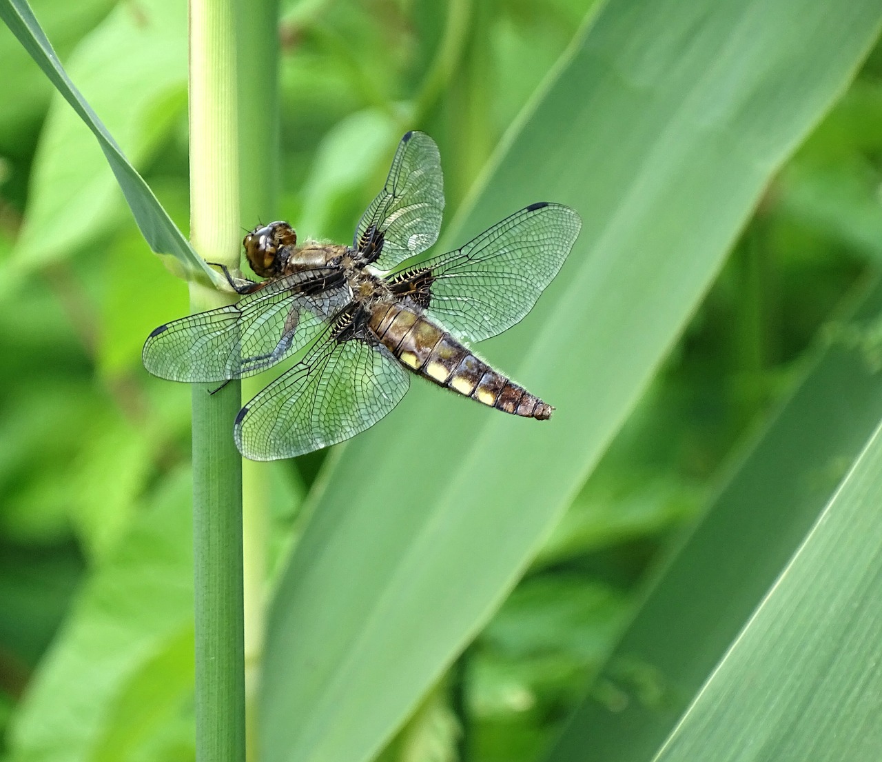 dragonfly nature close free photo