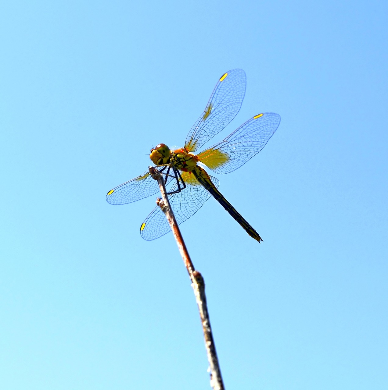 dragonfly wings hymenoptera free photo