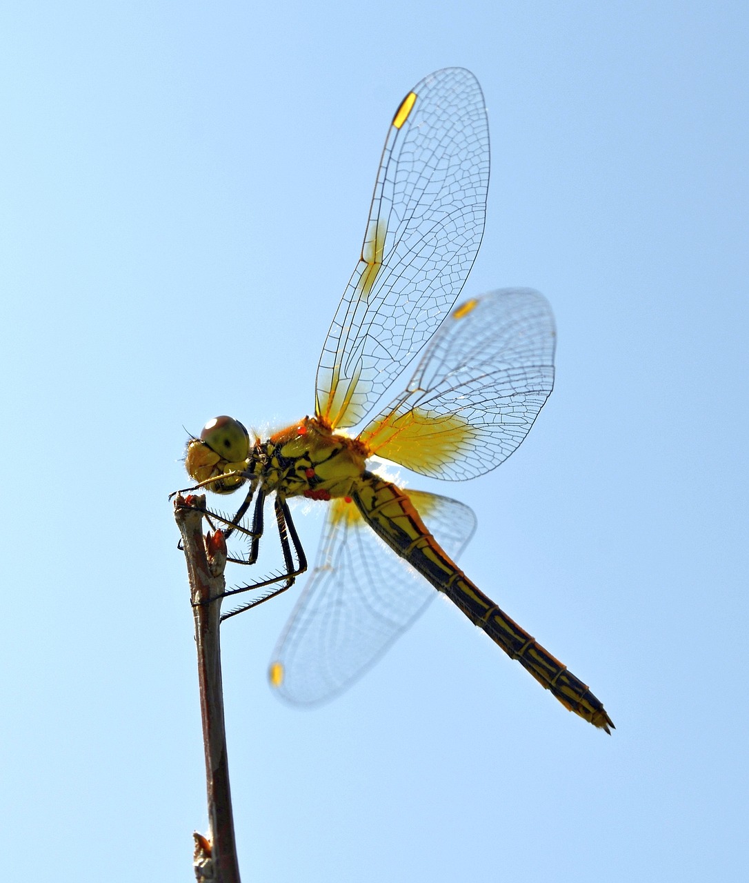 dragonfly wings hymenoptera free photo