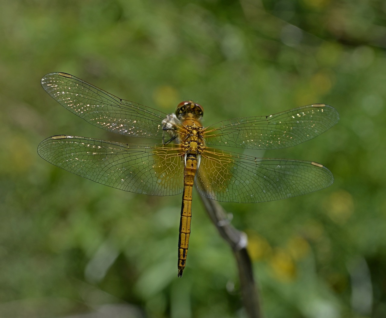 dragonfly hymenoptera n free photo