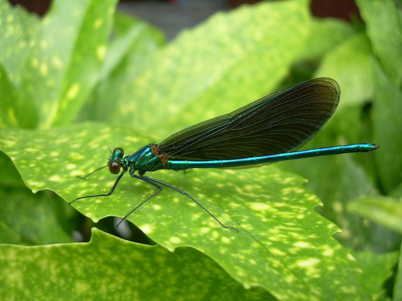 dragonfly sheet summer free photo