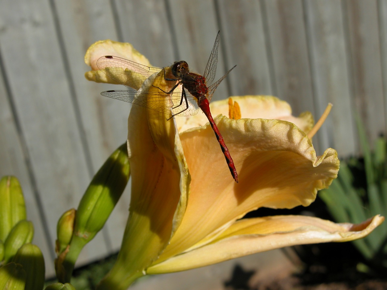 dragonfly daylily insect free photo