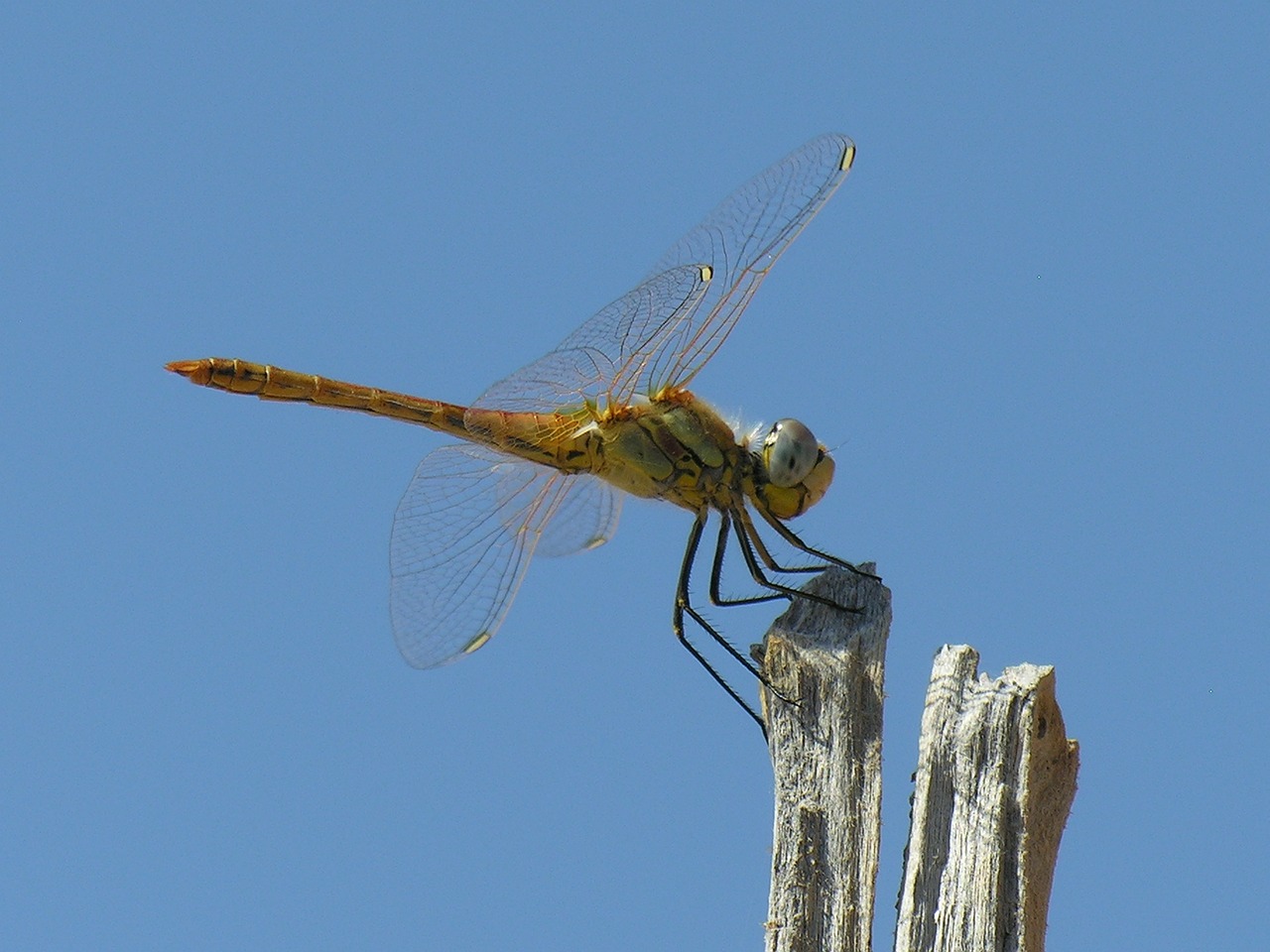 dragonfly blue sky bug free photo