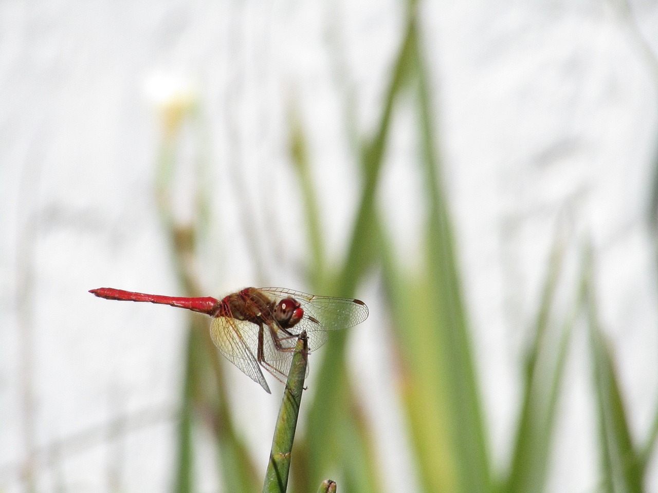 dragonfly nature insects free photo