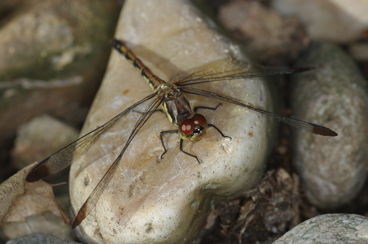 dragonfly insects affix free photo